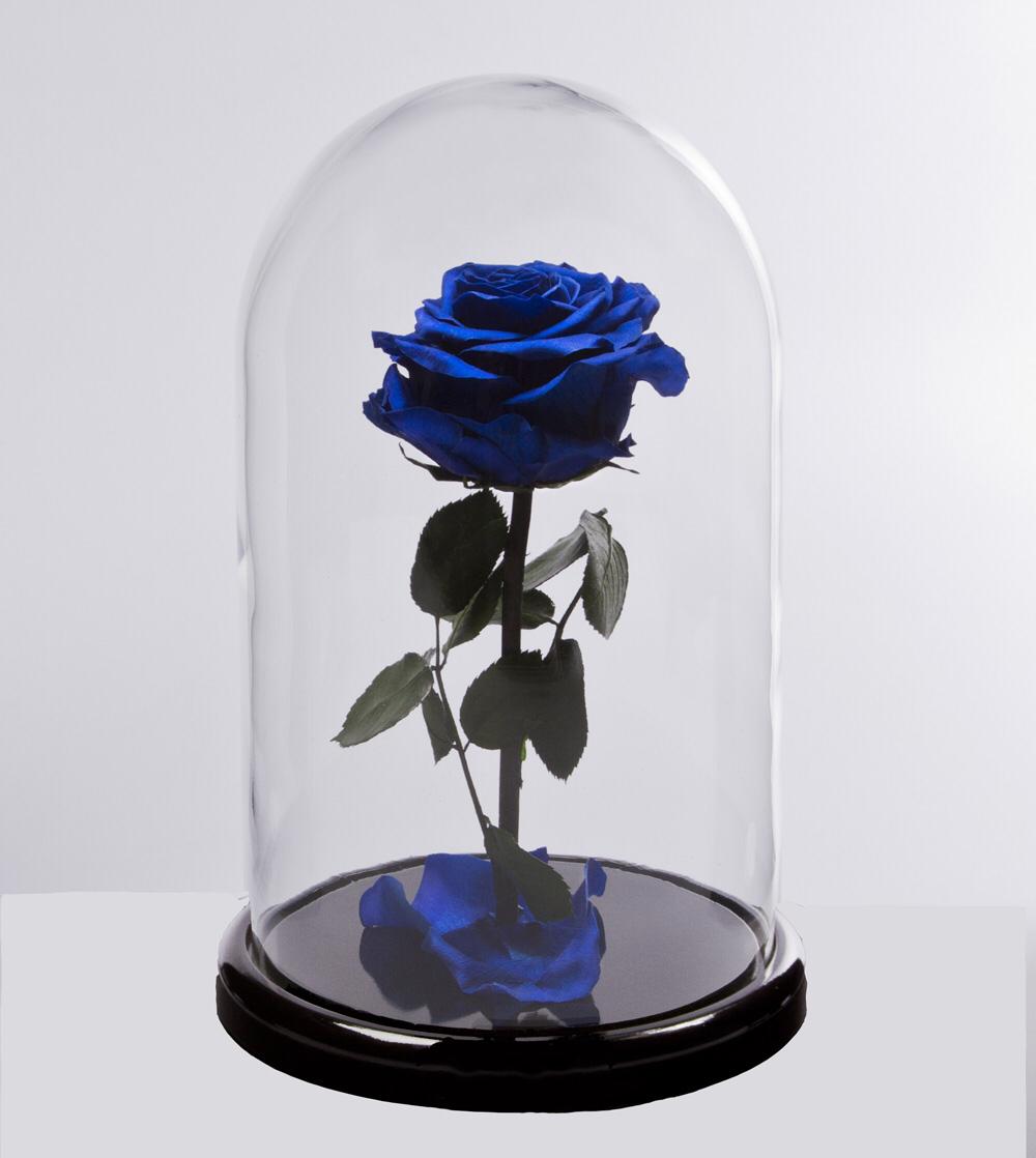 Купить розу в колбе в спб. Цветы в стеклянной колбе.